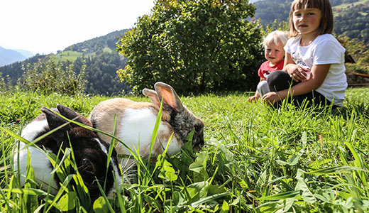 Kaninchen Malsethhof